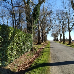 Elagage des platanes à Laverdines