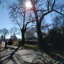 Elagage des platanes à Laverdines