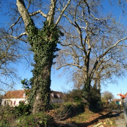 Elagage des platanes à Laverdines