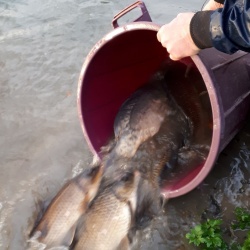 Nouvelles carpes aux Grands Fossés !