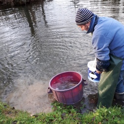 Nouvelles carpes aux Grands Fossés !