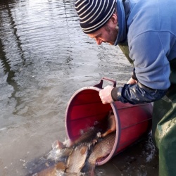 Nouvelles carpes aux Grands Fossés !