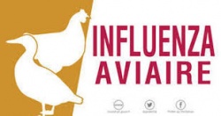 Influenza aviaire