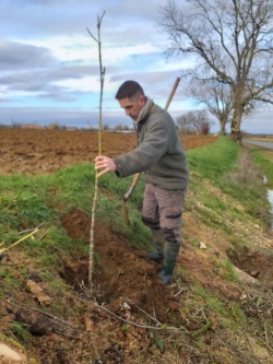 Un nouveau frêne à Saligny