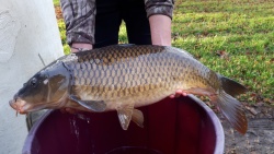 Nouvelles carpes aux Grands Fossés !