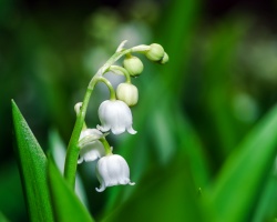 vendredi 1 er mai