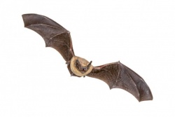 Animation "chauve-souris"