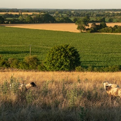 Entre Laverdines et Saligny-le-vif - Baugy 18800